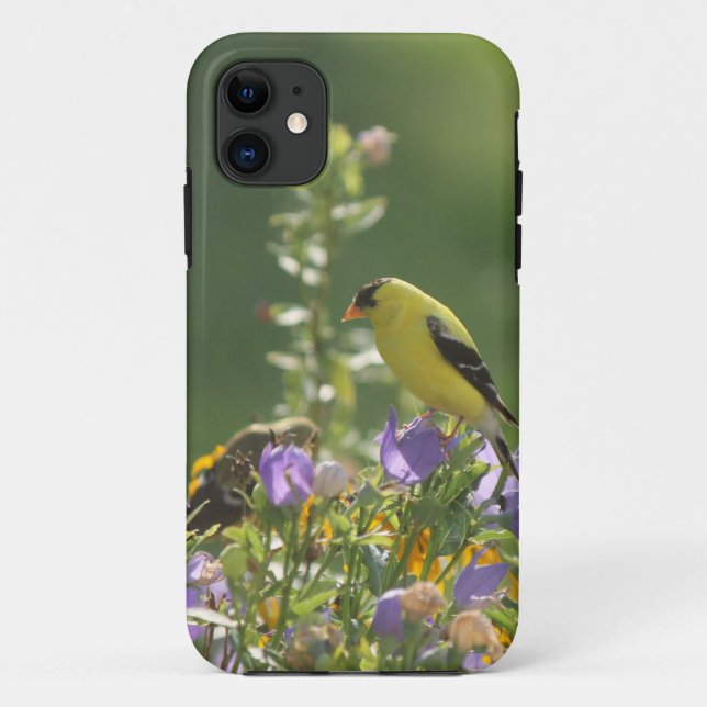 Coques Case-Mate iPhone Goldfinch sur Harebell Flower (Dos)