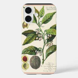 Coques iPhone 16 Graines de fruits Plantes de muscade vintage, Herb