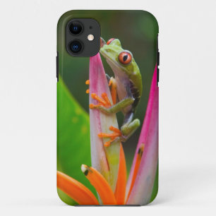 Coque iPhone 11 Grenouille aux yeux rouges, Costa Rica