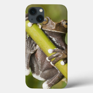Etui iPhone Case-Mate Grenouille d'arbre captive de Tapichalaca