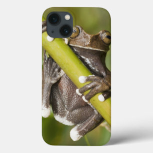iPhone 13 Coque Grenouille d'arbre captive de Tapichalaca