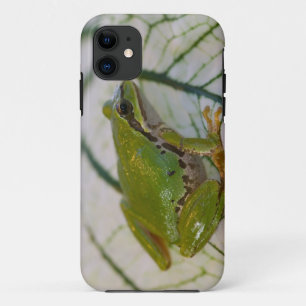 Coque iPhone 11 Grenouille du Pacifique sur des fleurs dans notre
