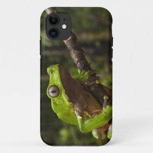 Coque iPhone 11 grenouille géante à feuilles (Phyllomedusa bicolor