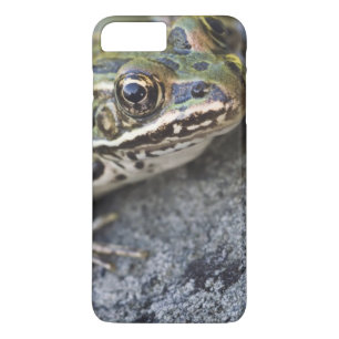 Coque Case-Mate Pour iPhone Grenouille léopard du nord, Île transparente,