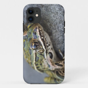 Case-Mate iPhone Case Grenouille léopard du nord, Île transparente,