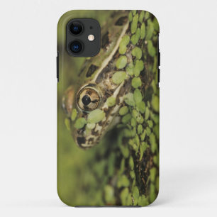 Coque Case-Mate Pour iPhone Grenouille léopard du Rio Grande, Rana berlandieri