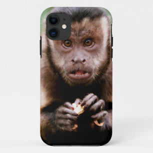 Coques Pour iPhone Gros plan sur un capucin à tête noire