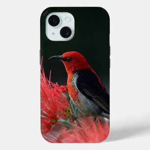 Coque Pour iPhone 15 Honneur de Scarlet Oiseau exotique