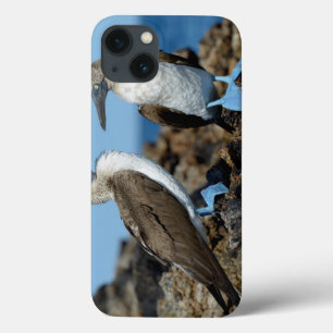 Case-Mate iPhone Case Îles Galapagos, île Isabela