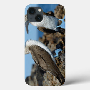 Case-Mate iPhone Case Îles Galapagos, île Isabela