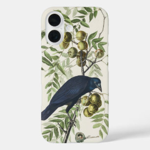 Coque Pour iPhone 16 Illustration Audubon Black Crow American Bird