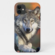 Image de photographie de loup