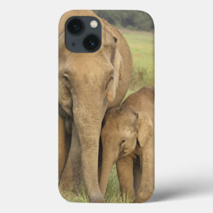 iPhone 13 Coque Indian / Asian Elephant and young one,Corbett