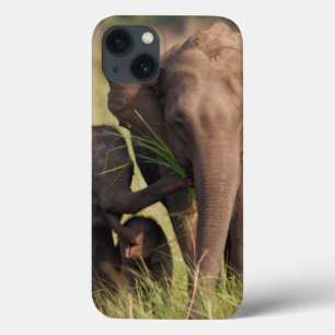iPhone 13 Case Indian Asian Elephant family in the savannah