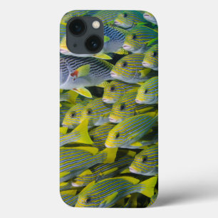 Case-Mate iPhone Case Indonésie. Bancs de poissons