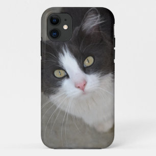 Case-Mate iPhone Case Joli chat gris et blanc