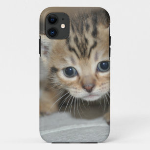 Coque iPhone 11 Joli jeune chaton