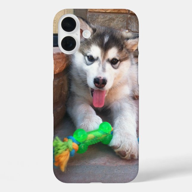 Coques Case-Mate iPhone Jote Alaskan Malamute Puppy Photo (Verso)