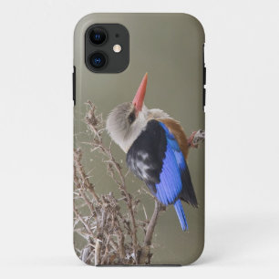 Coques Pour iPhone Kenya. Gros plan du martin pêcheur à tête grise