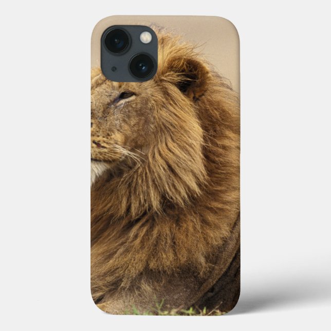 Coques Case-Mate iPhone Kenya, Masai Mara | Lion mâle (Verso)