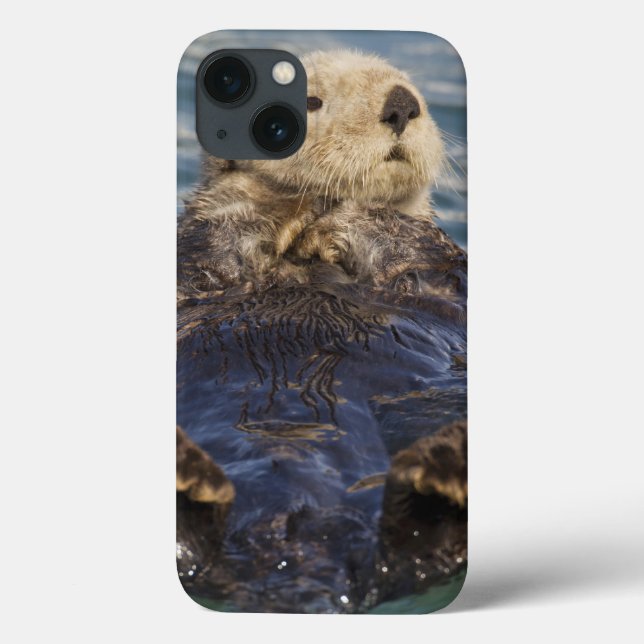 Coques Case-Mate iPhone La loutre de mer joue sur les icebergs à Surprise  (Verso)