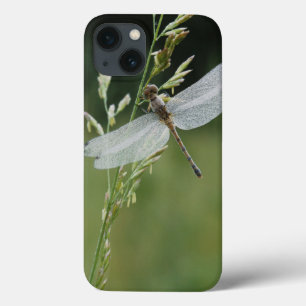 Etui iPhone 13 La rosée a couvert la libellule de Darner