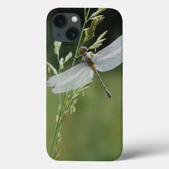 Coques Case-Mate iPhone La rosée a couvert la libellule de Darner (Verso)