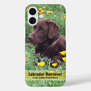 Coques iPhone 16 Plus Labrador chocolat dans un champ de Pavots de Calif