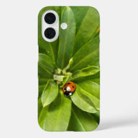 Ladybug