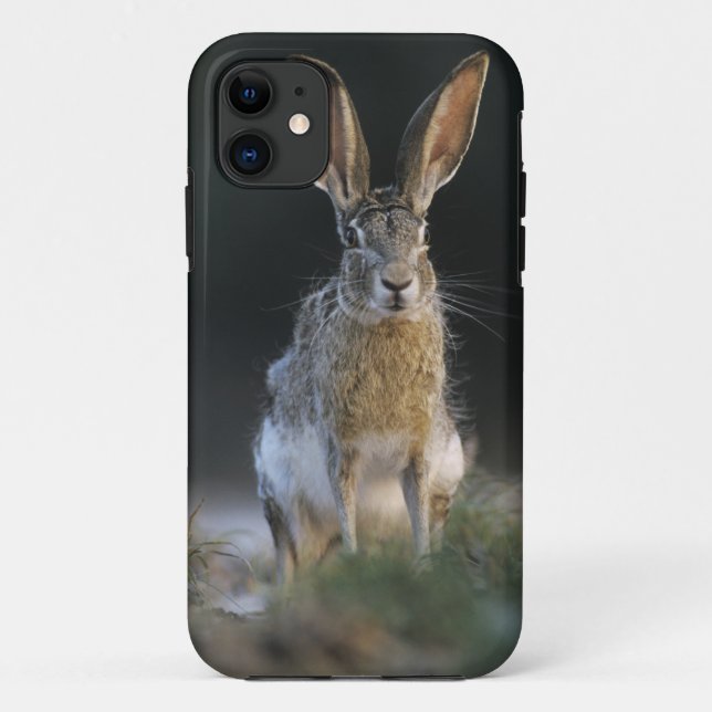 Coques Case-Mate iPhone Lapin à queue noire, Lepus californicus, 2 (Dos)