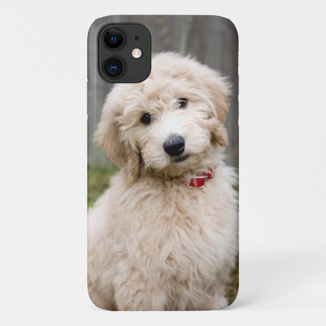 Coques Case-Mate iPhone Le Chiot De Goldendoodle S'Assis Dans L'Herbe (Dos)