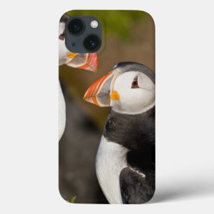 Etui iPhone 13 Le macareux atlantique, un oiseau marin pélagique,