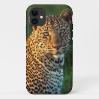 Léopard mâle (Panthera Pardus) Jeune adulte