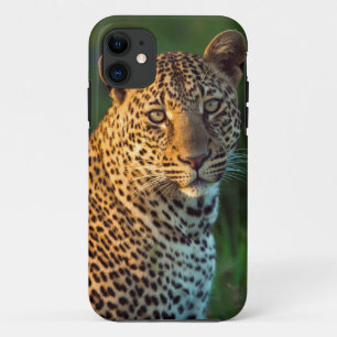 Coque Case-Mate Pour iPhone Léopard mâle (Panthera Pardus) Jeune adulte