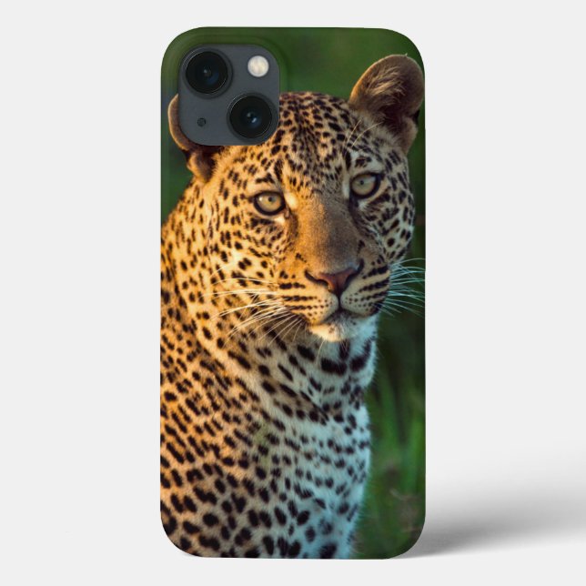 Coques Case-Mate iPhone Léopard mâle (Panthera Pardus) Jeune adulte (Verso)