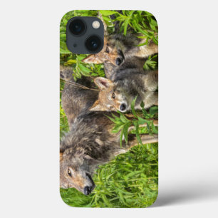 Etui iPhone 13 Les Etats-Unis, Minnesota, grès, faune 12 du