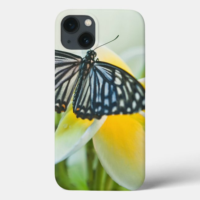 Coques Case-Mate iPhone Les Etats-Unis, Pennsylvanie. Papillon de machaon (Verso)