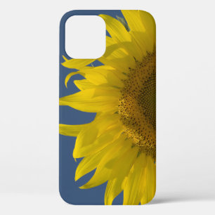 Coques Pour iPhone Levée de tournesol