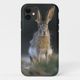 Coques Pour iPhone Lièvre à queue noire, Lepus californicus, 2