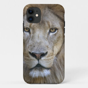 Coques Pour iPhone Lion adulte mâle au zoo de Sacramento, CA