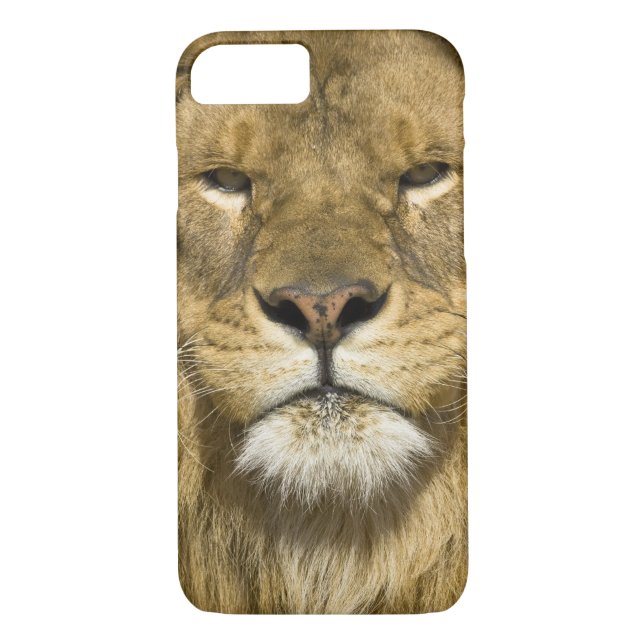 Coques Case-Mate iPhone Lion barbare africain, Panthera leo leo, l'un des (Dos)
