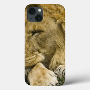 Case-Mate iPhone Case Lion d'Afrique, Lion panthère, endormi