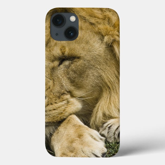 Coques Case-Mate iPhone Lion d'Afrique, Lion panthère, endormi (Verso)
