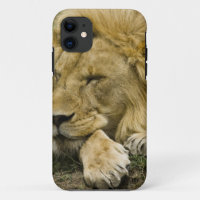 Lion d'Afrique, Panthera leo, couché endormi