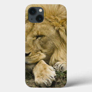 Etui iPhone 13 Lion d'Afrique, Panthera leo, couché endormi