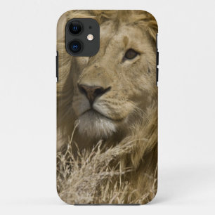 Coques Pour iPhone Lion d'Afrique, Panthera leo, Portrait d'un