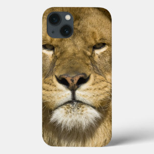 iPhone 13 Case Lion de Barbarie d'Africain, Panthera Lion Lion,
