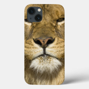 Coques Pour iPhone Lion de Barbarie d'Africain, Panthera Lion Lion,