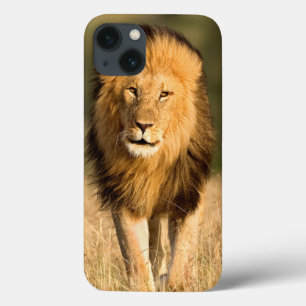 Etui iPhone 13 Lion mâle marchant