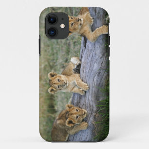 Etui iPhone Case-Mate Lionceaux sur rondin